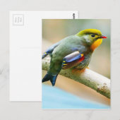 Hübscher kleiner Vogel Postkarte (Vorne/Hinten)