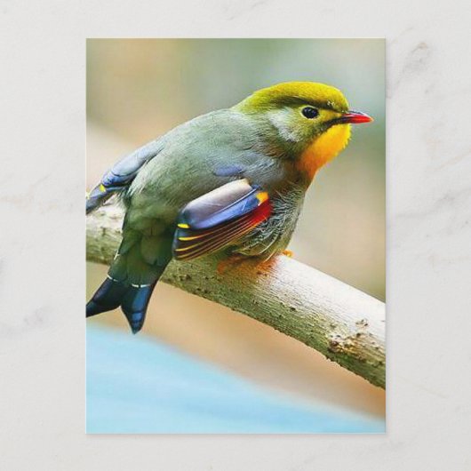 Hübscher kleiner Vogel Postkarte (Vorderseite)