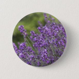 Hübscher Lavendel stellt Knopf auf Button