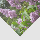 Hübscher Lilac Bush Seidenpapier (Ausschnitt)