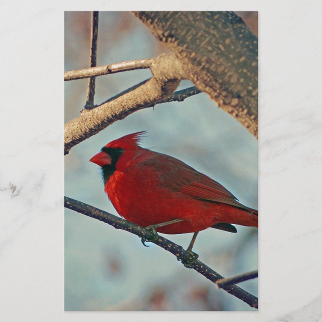 Hübscher männlicher Kardinal (Vorderseite)