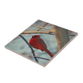 Hübscher männlicher Kardinal Fliese (Seite)