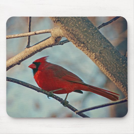 Hübscher männlicher Kardinal Mousepad (Vorne)