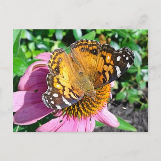 Hübscher Monarch Butterfly Postkarte (Vorderseite)