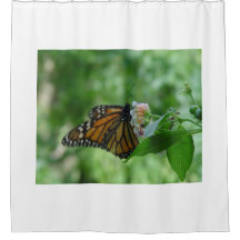 Hübscher Monarch Butterfly Rosa Blume