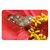 Hübscher Moth auf Red Blume Premium Magnet (Horizontal)