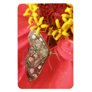 Hübscher Moth auf Red Blume Premium Magnet