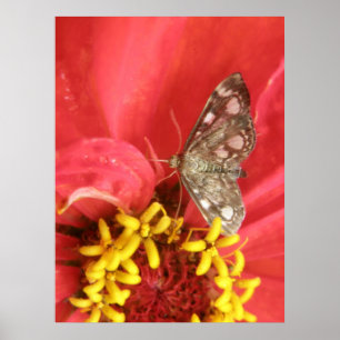 Hübscher Moth auf Red Blume Print Poster