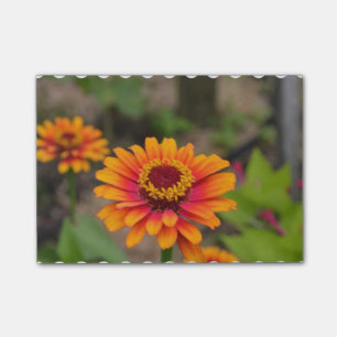 Hübscher orange Zinnia Post-it Klebezettel