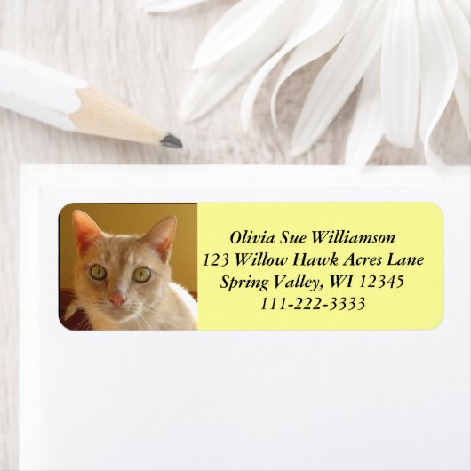 Hübscher Orangenkatze #2 (Insitu)