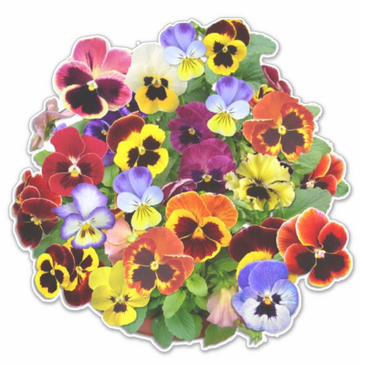 Hübscher Pansy Display Contour Sticker (Vorderseite)