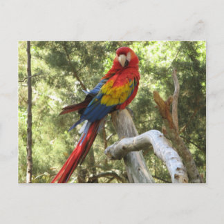 Hübscher Papagei Bird Postkarte