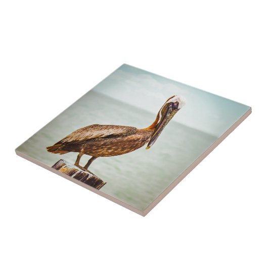 Hübscher Pelikan gehockt über dem Ozean Fliese (Seite)