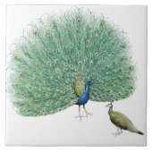 Hübscher Pfau Fliese (Vorderseite)