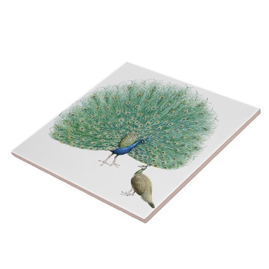 Hübscher Pfau Fliese (Seite)