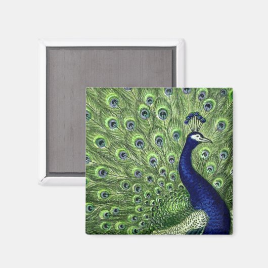 Hübscher Pfau Magnet (Vorderseite/Rückseite)