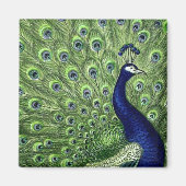 Hübscher Pfau Magnet (Vorne)