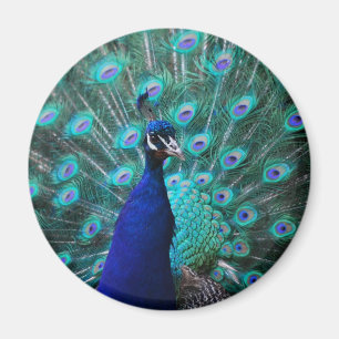 Hübscher Pfau-Magnet Magnet