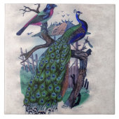 Hübscher Pfau mit Vogel Fliese (Vorderseite)