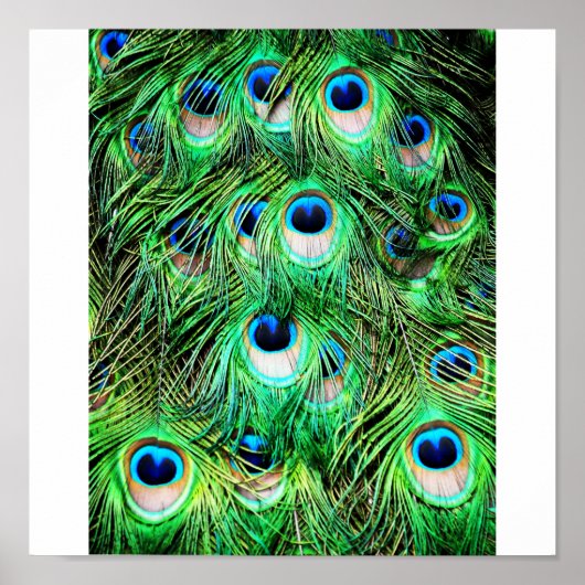 Hübscher Pfau Poster (Vorne)