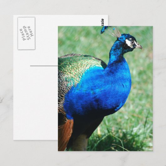 Hübscher Pfau Postkarte (Vorne/Hinten)
