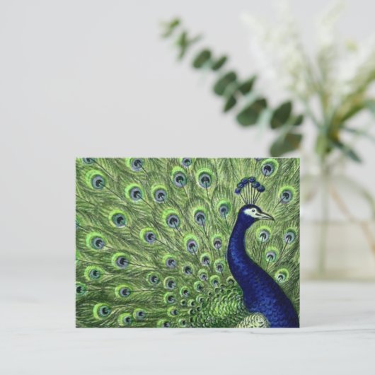 Hübscher Pfau Postkarte (Stehend Vorderseite)