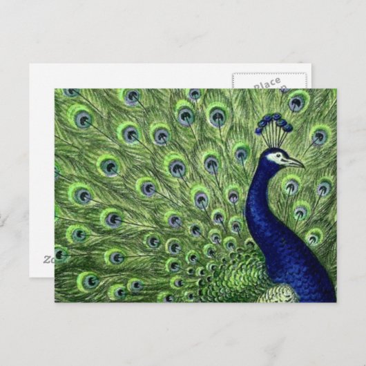 Hübscher Pfau Postkarte (Vorne/Hinten)