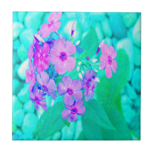Hübscher Rosa Garten Phlox Blume Aquamarine