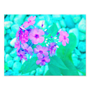 Hübscher Rosa Garten Phlox Blume Aquamarine Fotodruck