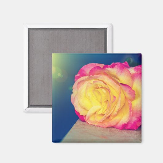 Hübscher Rosa Rosa im Blut Magnet (Vorderseite/Rückseite)