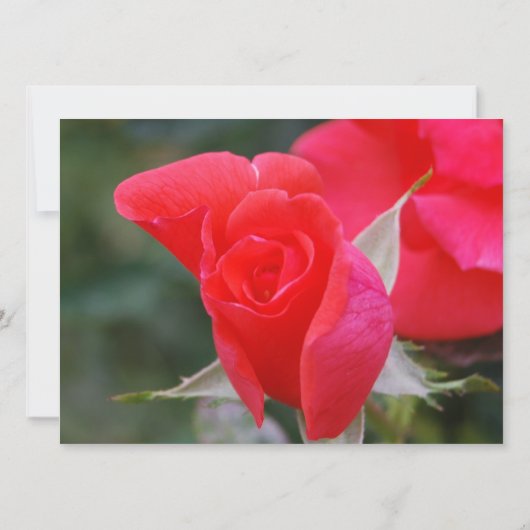 Hübscher Rote Rose Quinceanera Geburtstag Einladung (Rückseite)