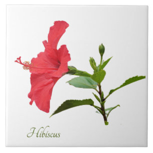Hübscher roter Hibiskus auf weiß Fliese