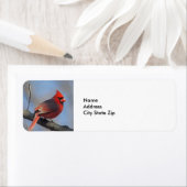 Hübscher Roter Kardinal (Insitu)