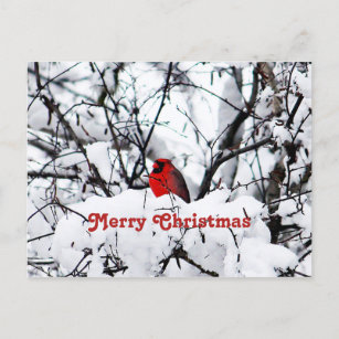 Hübscher Roter Kardinal Schnee Foto Weihnachten Postkarte