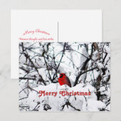 Hübscher Roter Kardinal Schnee Foto Weihnachten Postkarte (Vorne/Hinten)