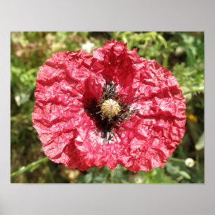 Hübscher roter Mohnblumen-Makro-Druck Poster