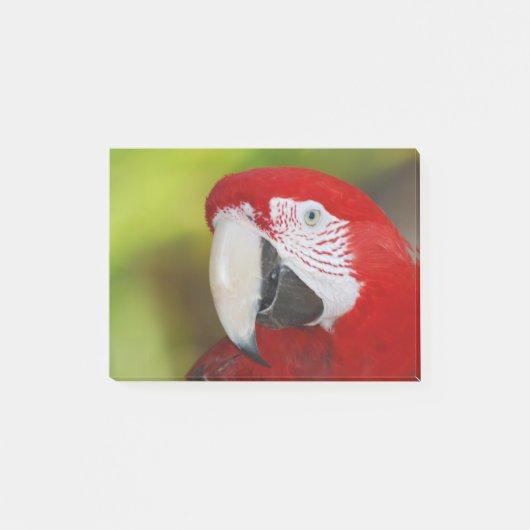 Hübscher ScarletMacaw Post-it Klebezettel (Vorderseite)