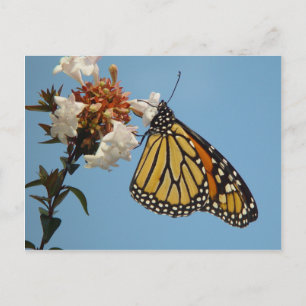 Hübscher Schmetterling auf Blume Postkarte