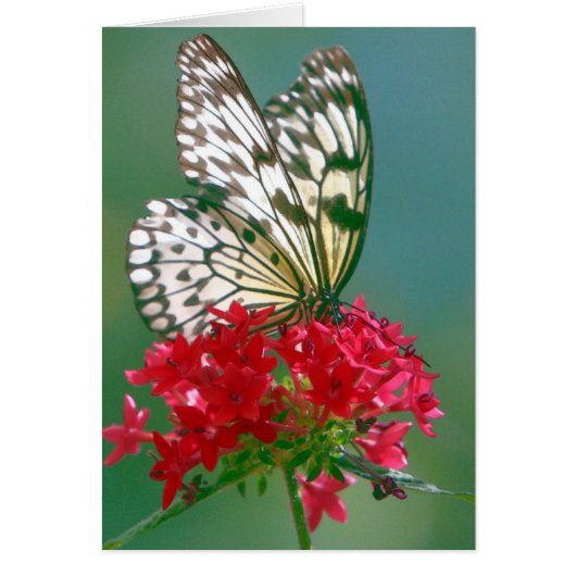 Hübscher Schmetterling auf Hübscher Blume (Vorne)
