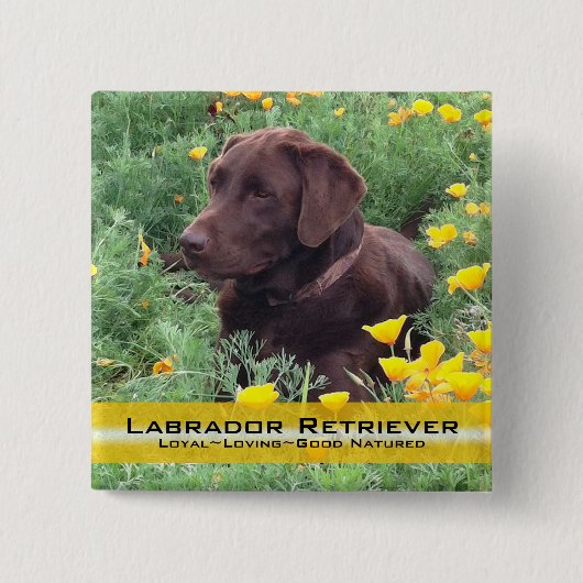 Hübscher Schokoladen-Labrador im Button (Vorderseite)