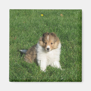 Hübscher sheltie Welpe, der im Grasmagneten sitzt Magnet