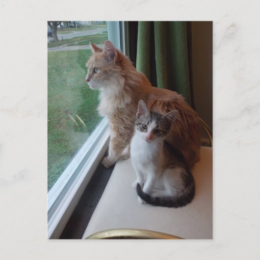 Hübscher Tag am Fenster Postkarte (Vorderseite)