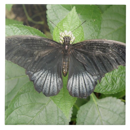 Hübscher Tropenschmetterling und Blume Fliese (Vorderseite)