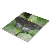 Hübscher Tropenschmetterling und Blume Fliese (Seite)