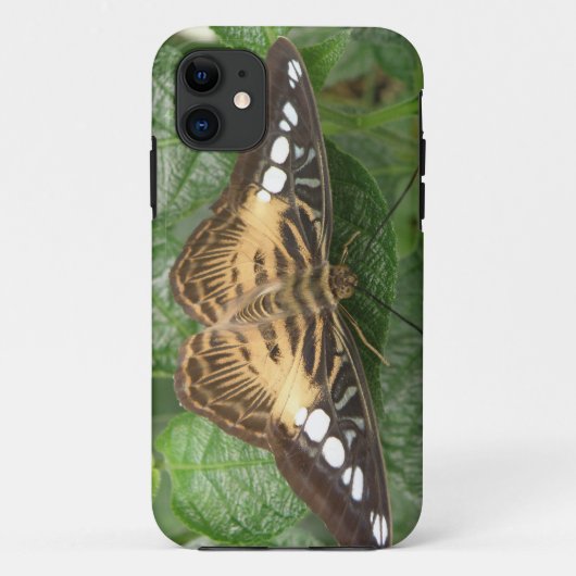 Hübscher Tropical Clipper Butterfly iPhone Case (Rückseite)