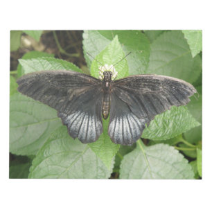 Hübscher tropischer Schmetterling und Blume Notepa Notizblock