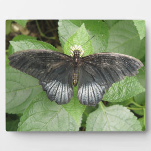 Hübscher tropischer Schmetterling und Blume Plaque Fotoplatte
