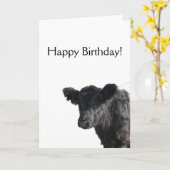 Hübscher umgeschnallter Galloway-Ochse Karte (Gelbe Blume)