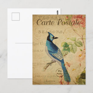 Hübscher Vintage Blauhäher Postkarte