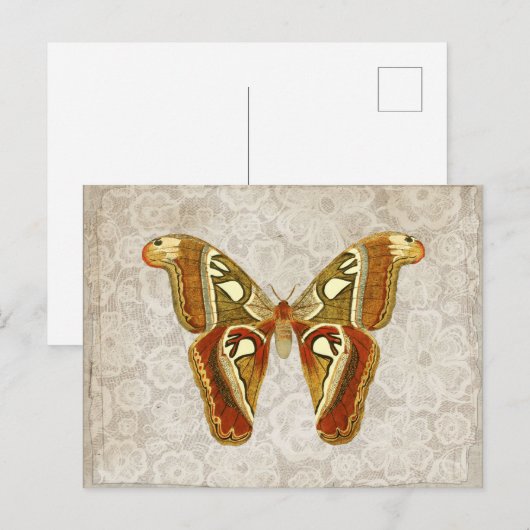 Hübscher Vintager Moth Botanical Postkarte (Vorne/Hinten)